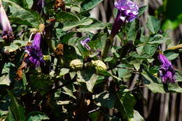 Imagem de Datura metel L.