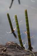 Image of Water Horsetail