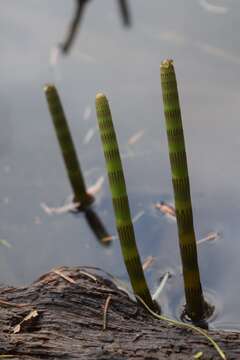 Image of Water Horsetail