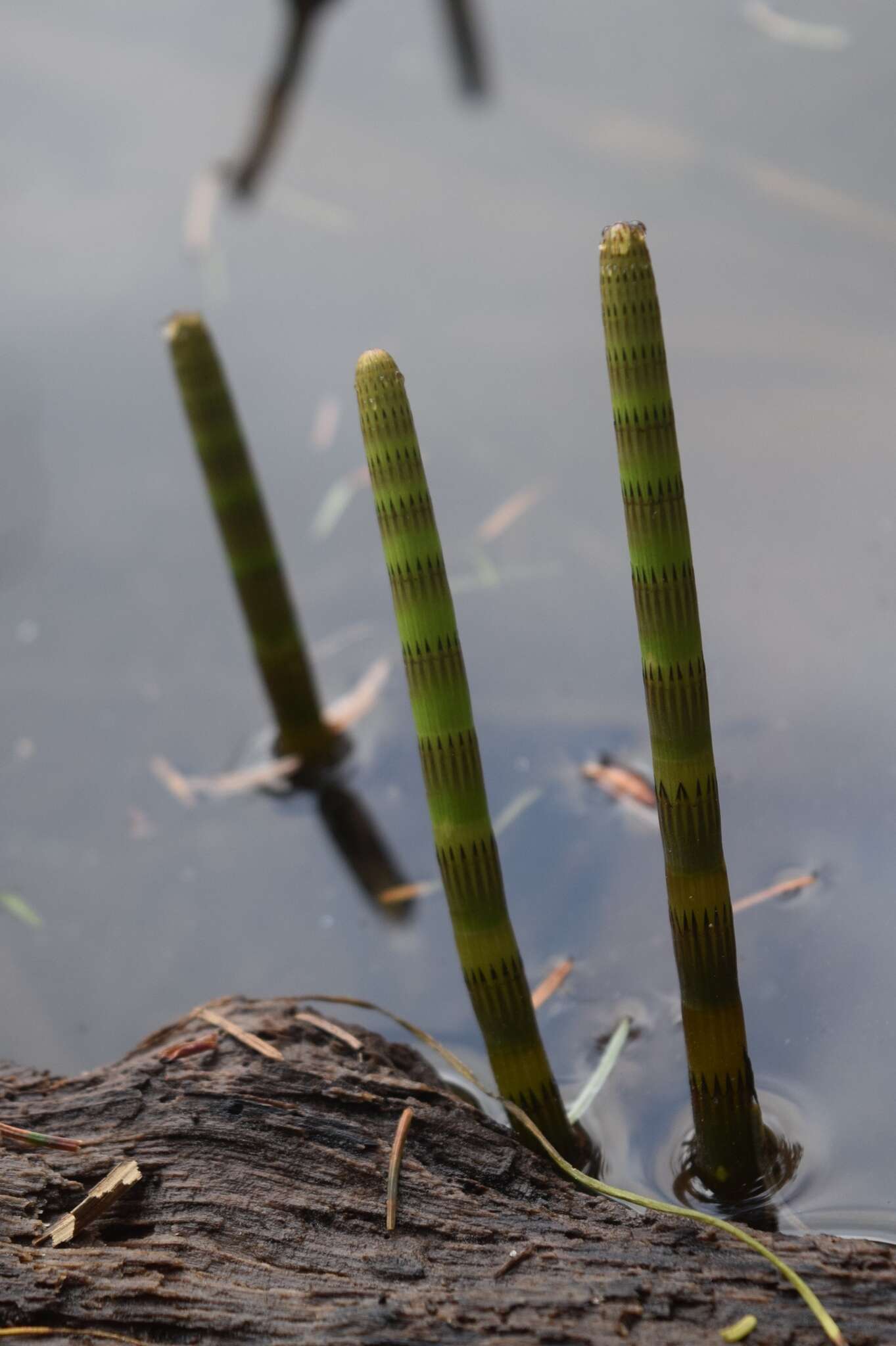 Image of Water Horsetail