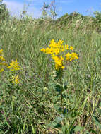 Plancia ëd Euthamia leptocephala (Torr. & A. Gray) Greene