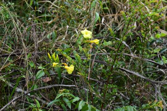 Image of Mesechites angustifolius (Poir.) Miers