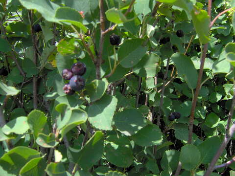 Слика од Amelanchier alnifolia (Nutt.) Nutt.