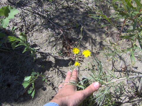 Image of woolly groundsel