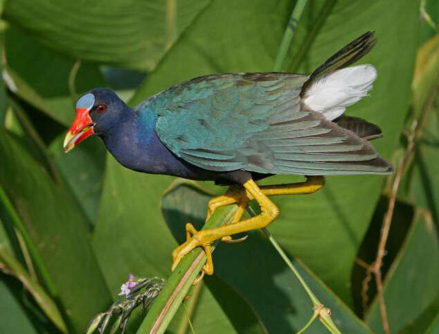 Image of American Purple Gallinule