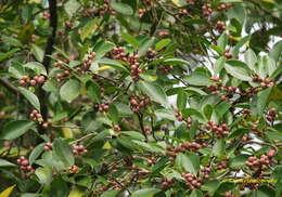 Imagem de Ficus benghalensis L.