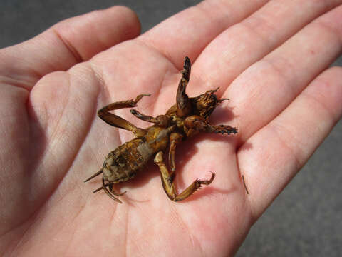 Image of European Mole Cricket