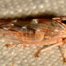 Image of Idiocerus albolinea Hamilton 1985