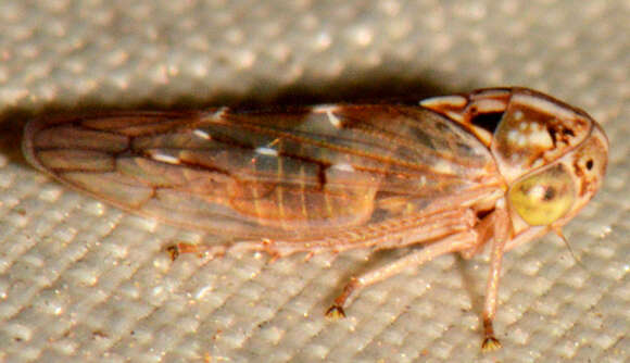 Image of Idiocerus albolinea Hamilton 1985