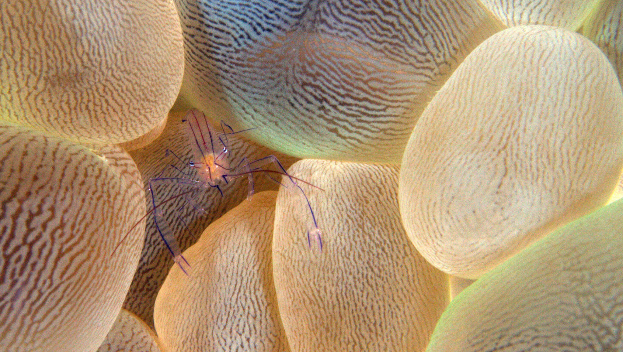 Image of Bubble coral shrimp