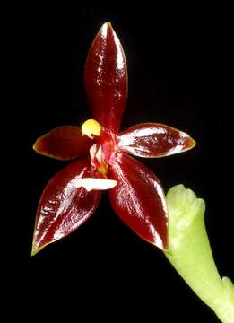 Imagem de Phalaenopsis cornu-cervi (Breda) Blume & Rchb. fil.