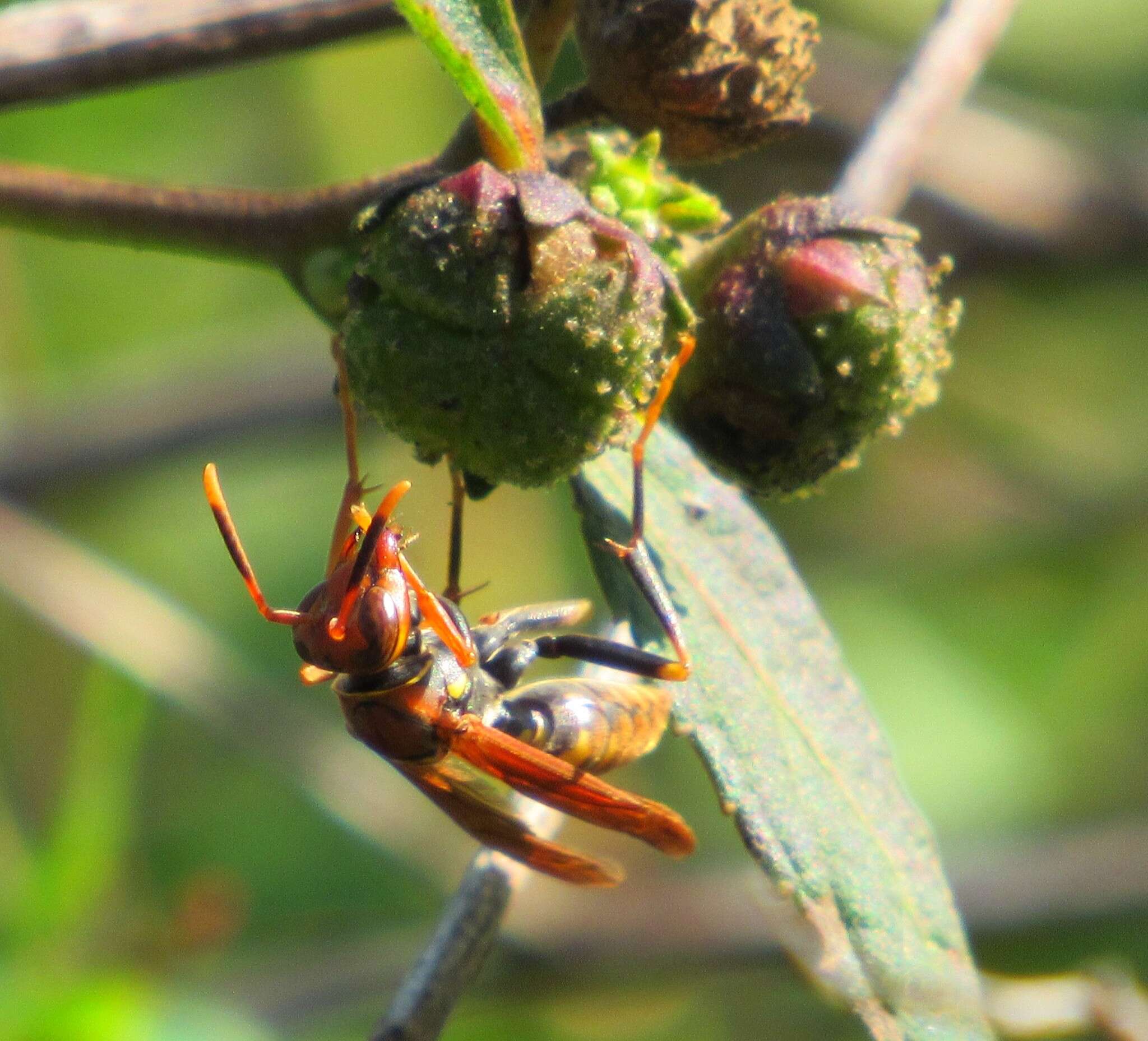 Image of Polistes versicolor (Olivier 1791)