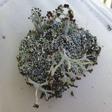 Image of cup lichen