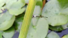 Image of Agriocnemis femina (Brauer 1868)