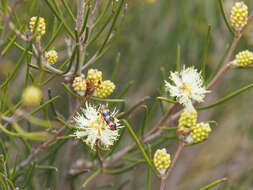 Image of broom honeymyrtle