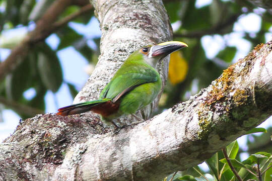 Image of Greyish-throated Toucanet