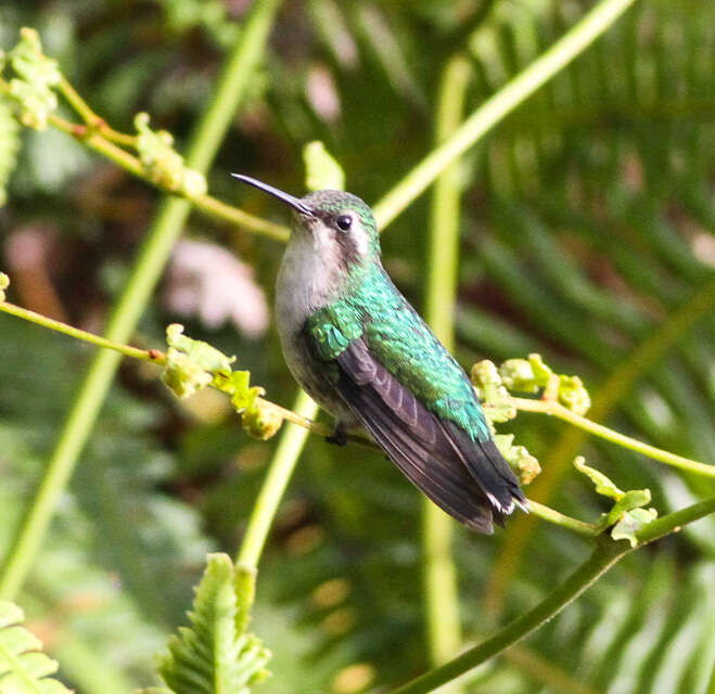 Chlorostilbon gibsoni (Fraser 1840) resmi