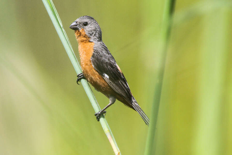 Image of Ruddy-breasted Seedeater