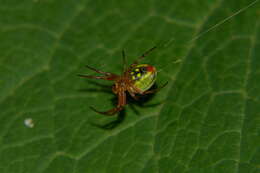 Image of Araniella alpica (L. Koch 1869)