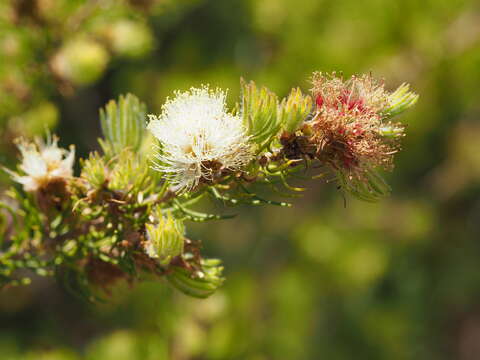 Image of Melaleuca urceolaris F. Müll. ex Benth.