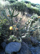 Image of Thornber's buckhorn cholla