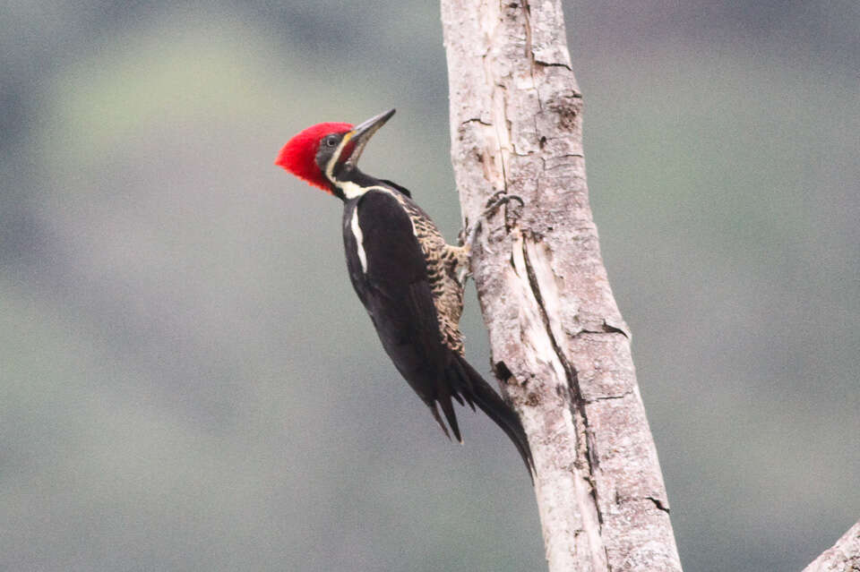 Imagem de Pica-pau-de-banda-branca