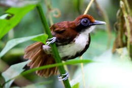 Image of Bicolored Antbird