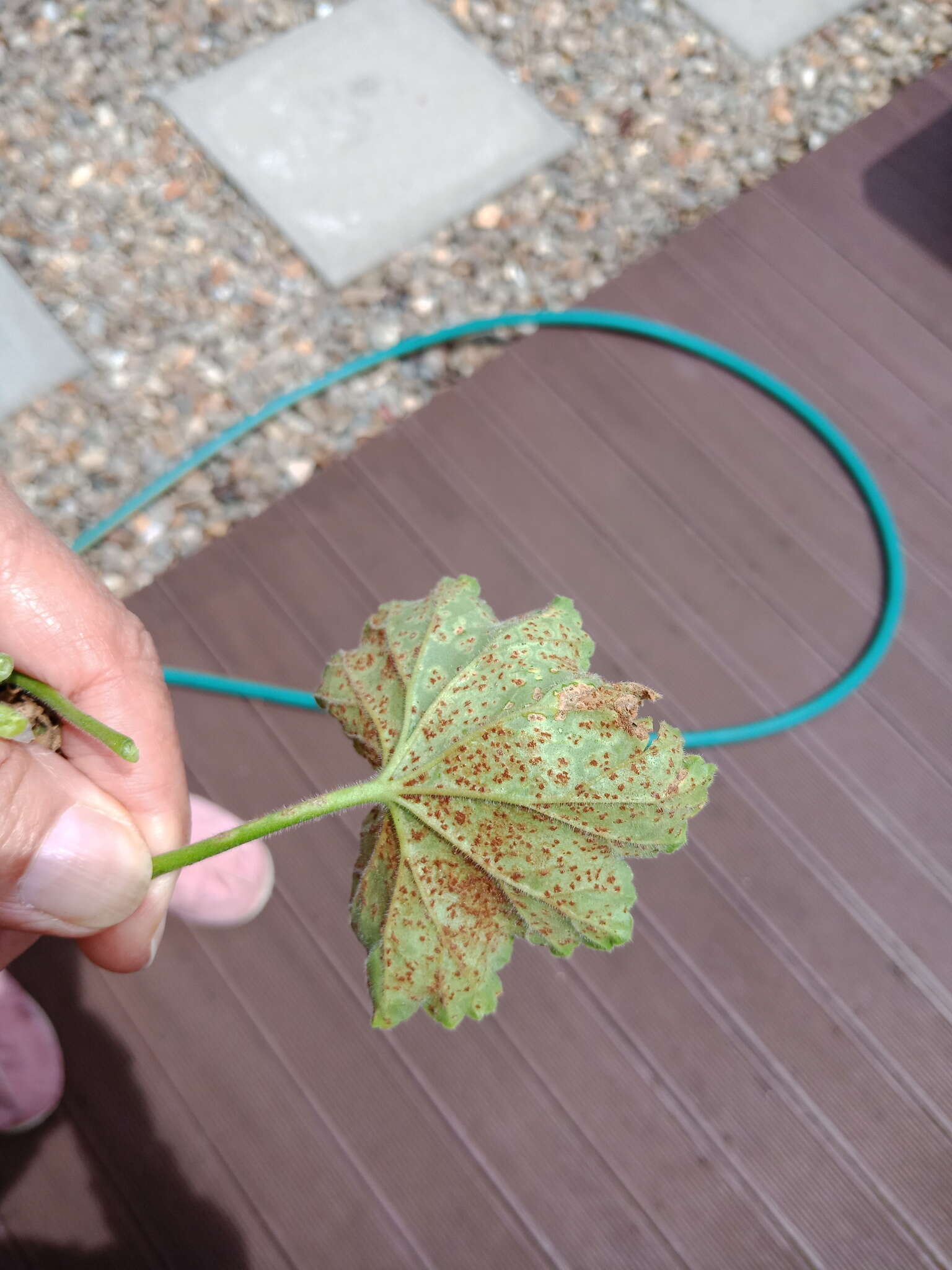 Image of Puccinia pelargonii-zonalis Doidge 1926