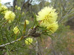 Image of Melaleuca vinnula Craven & Lepschi