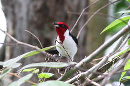 Image of Masked Cardinal