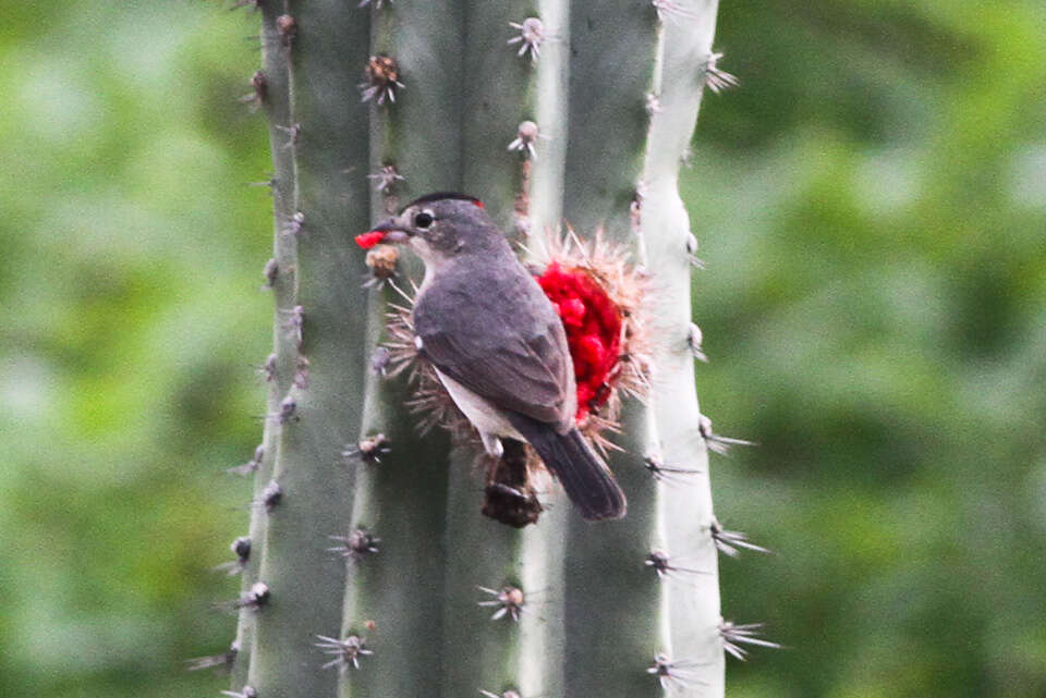 Image of Grey Pileated Finch