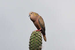 Image of Eared Dove