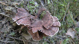 Image of Thelephora caryophyllea (Schaeff.) Pers. 1801