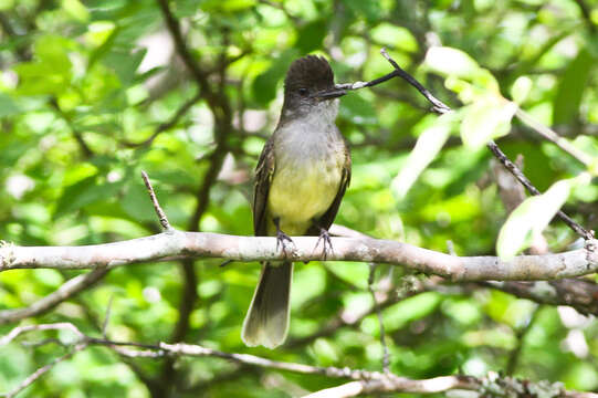 Image of Apical Flycatcher