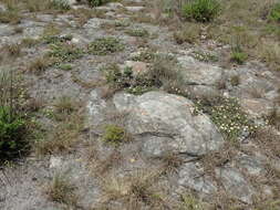 Image of Dwarf Everlasting