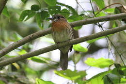 Image of Moustached Puffbird