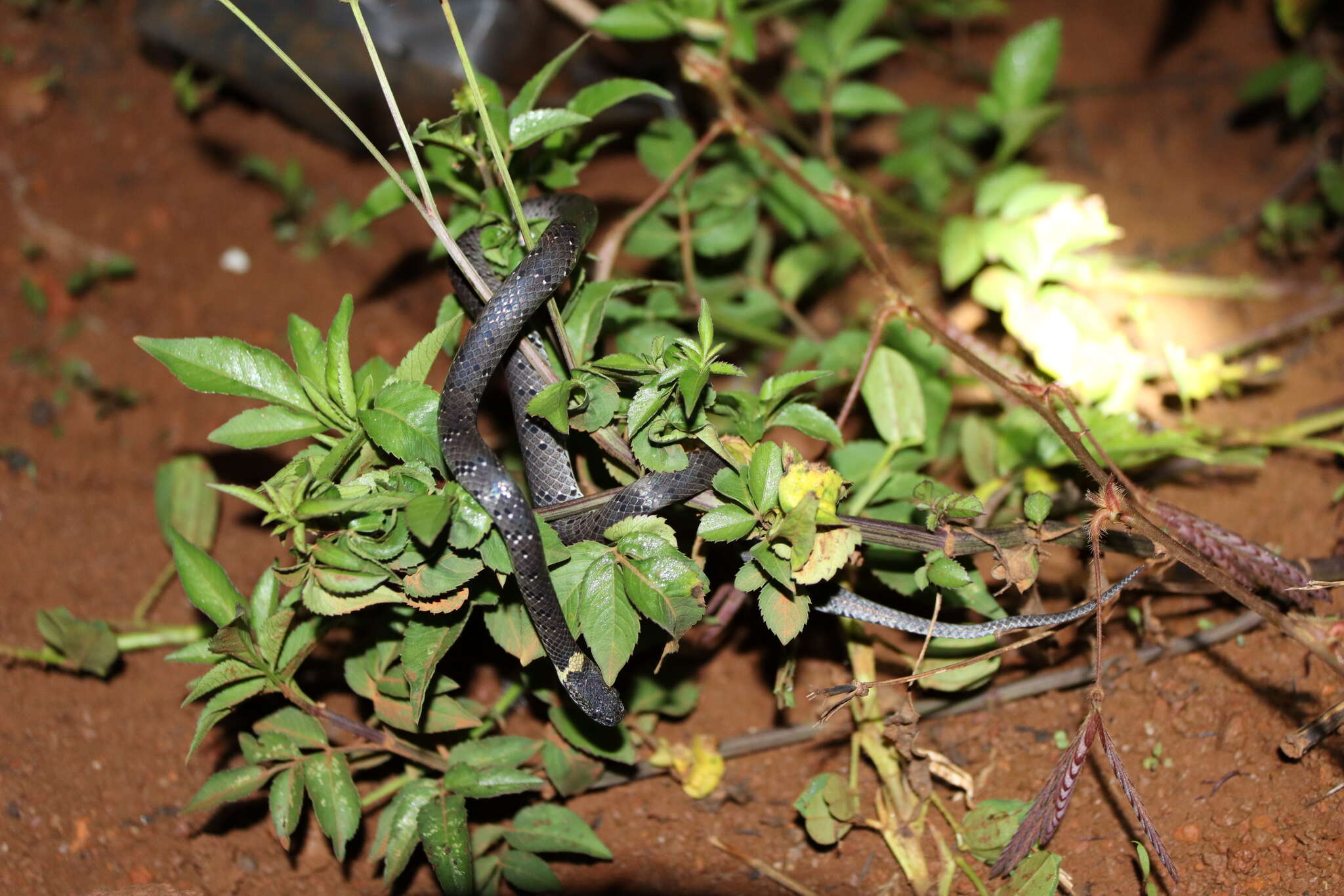 Image of Mountain Slug Snake