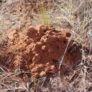 Image of Damaraland mole rat