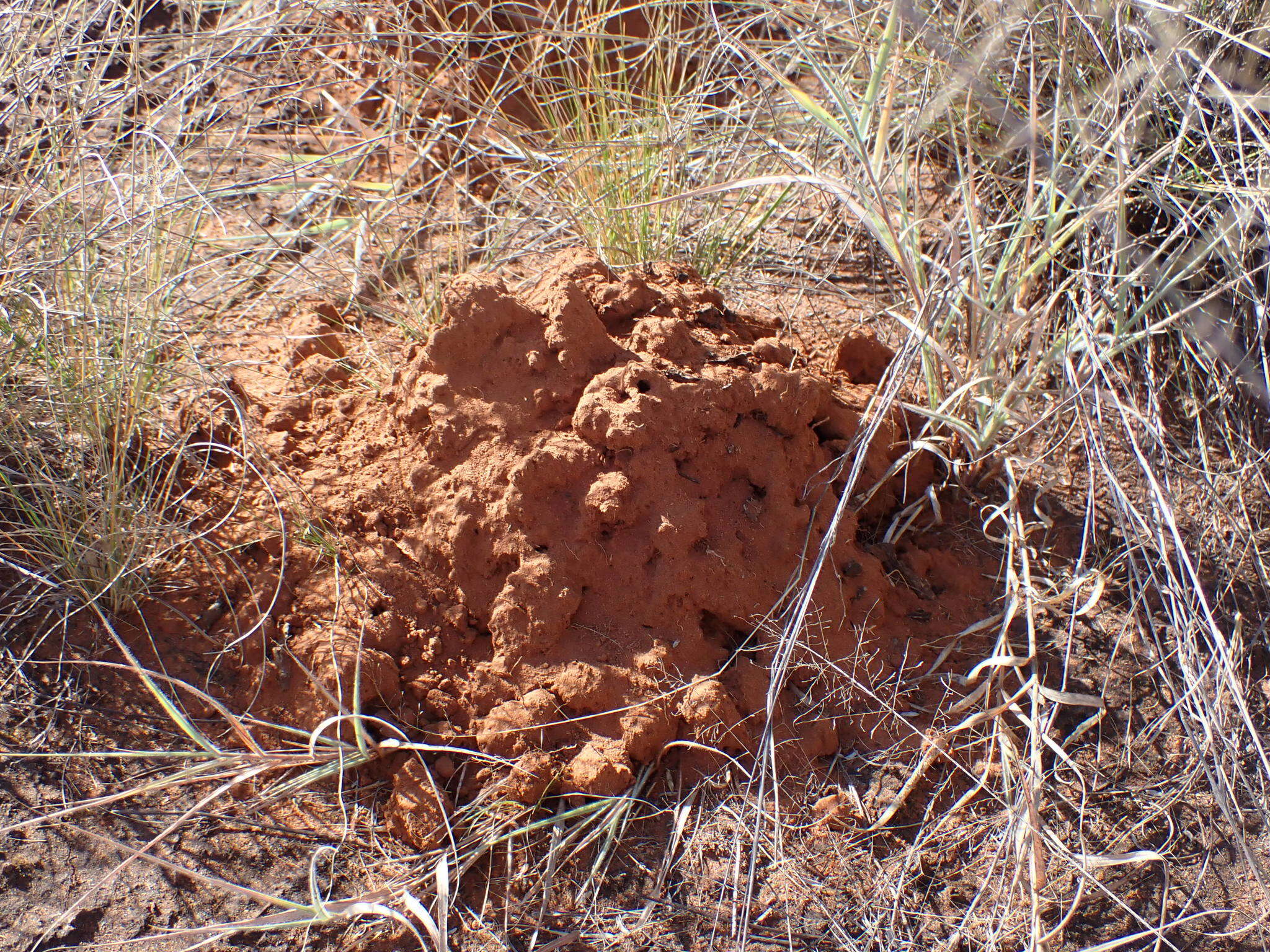 Image of Damaraland mole rat