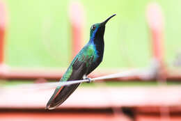 Image of Black-throated Mango