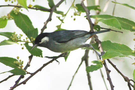 Image of White-eared Conebill