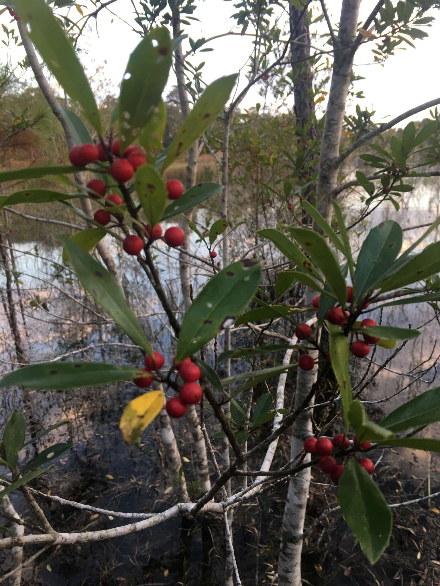 Слика од Ilex cassine L.