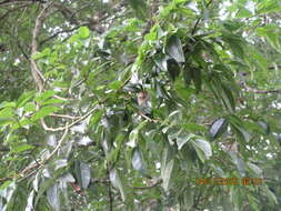 Sivun Acosmium panamense (Benth.) Yakovlev kuva