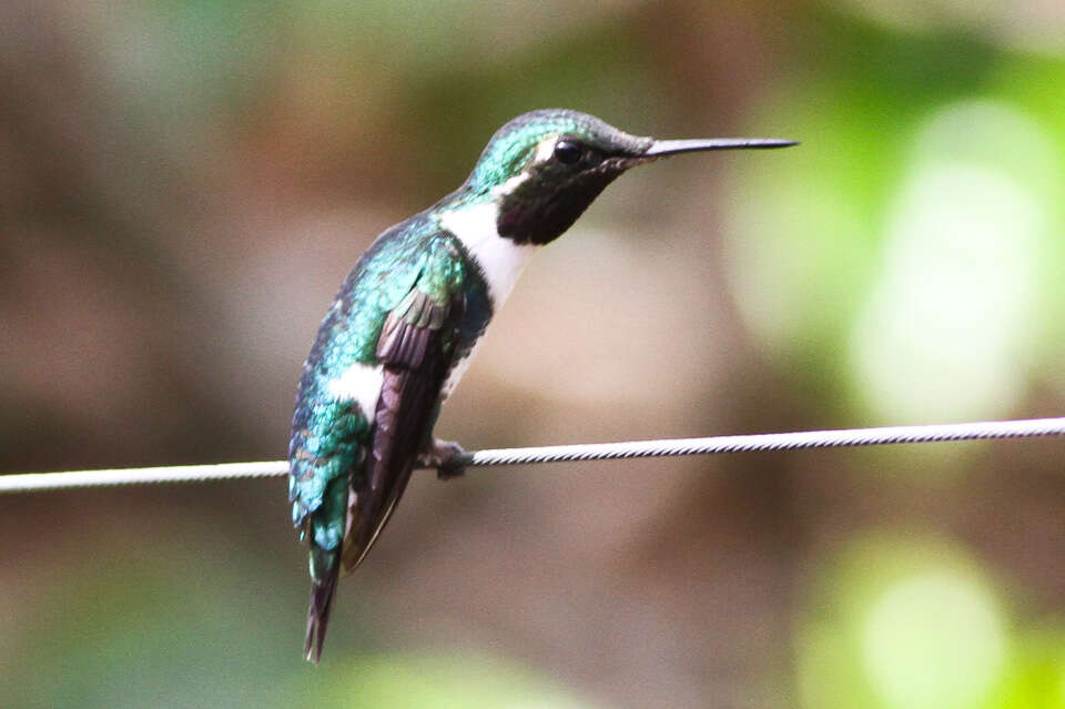 Image of White-bellied Woodstar