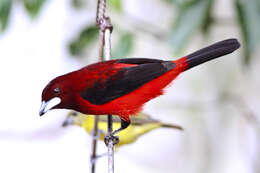 Image of Crimson-backed Tanager