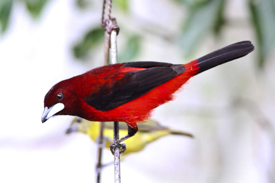 Image of Crimson-backed Tanager