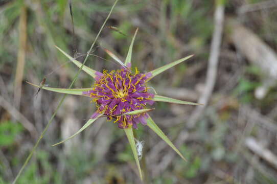 Image of Tragopogon porrifolius subsp. porrifolius