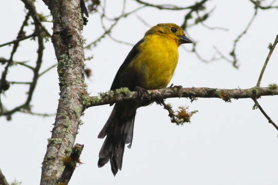 Image of Olive-headed Brush-Finch