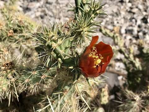 Image of buckhorn cholla