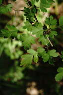 Image of Crataegus microphylla C. Koch